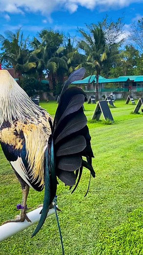 Asil grey #gallofino #gallerosoy #gallerodecorazon #gallos #gallorojo #gallopinto #gallo #puestos15 #gallina #gallino #gallosdecalifornia #galleras #jalisco #mexico #bajacalifornia #nuevoleon #gto #michoacan | Gallo Fino Oficial