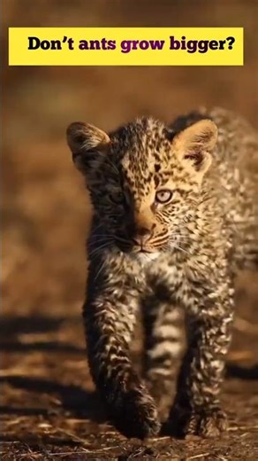 "How Fast Can a Baby Cheetah Grow? 🐆 The Journey of Speed and Strength!"