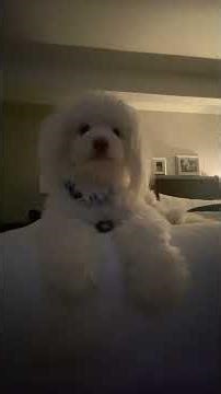 #fyp #subscribe #like #yourubeshorts #maltese #poodle #grooming