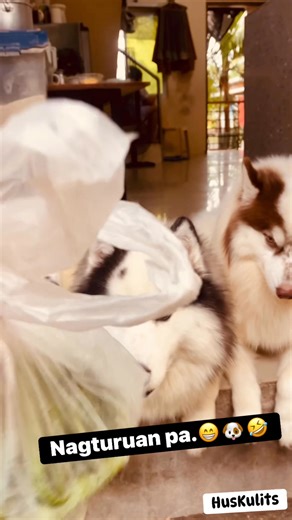 Hay naku Li Shang Jr.😁🫣🐶🤣🤣 #piebald #cute #funnyreels | Huskulits