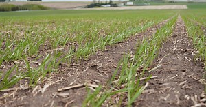 Wheat Pete's Word, Jan 8: Cool technologies, top 10 of 2024, and herbicide residue risks