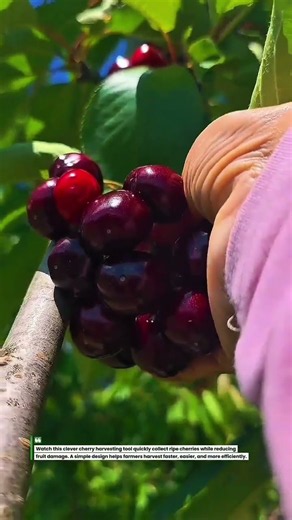 Cherry Harvest in Seconds! Amazing Picking Tool 🍒 #Farming #Harvest #Shorts