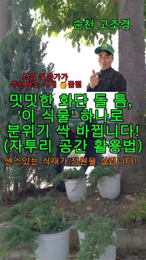 밋밋한 화단 돌 틈, '이 식물' 하나로 분위기 싹 바뀝니다! (자투리 공간 활용법) #고조경 #정원관리 #마당꾸미기 #블루메트 #지피식물 #셀프조경 #자투리공간활용 #고조경