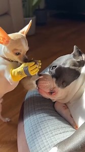 Nap Interrupted by Professional Annoyance.🦎🦮😂🙏 #dog #dogsfunny #puppydogultra #ai #bulldog #chihuahua #fblifestyle | Puppy Dog Ultra
