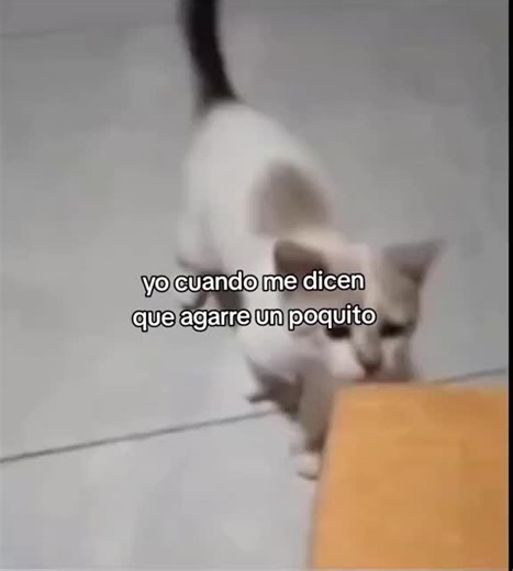 Video de Danilo #2 (@emerzon.pu.lux) relacionado con “Me Caigo De Risa”