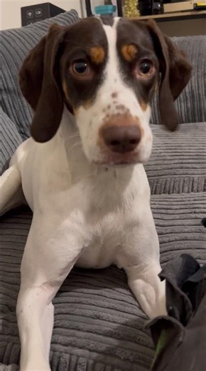 #pets #squeakytoy #funny #dogshorts #doglife #dogs