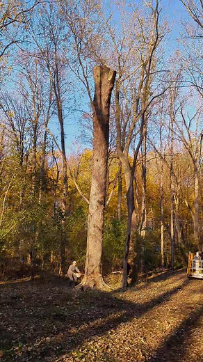 This 40" diameter silver maple was so full of water and heavy it shook the ground when each piece was dropped! | Joshua's Tree Woodworking