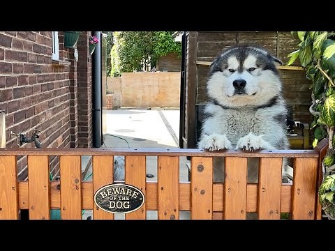 Guaranteed To Make Your Dog Howl! Beware Of The Guard Dogs!!