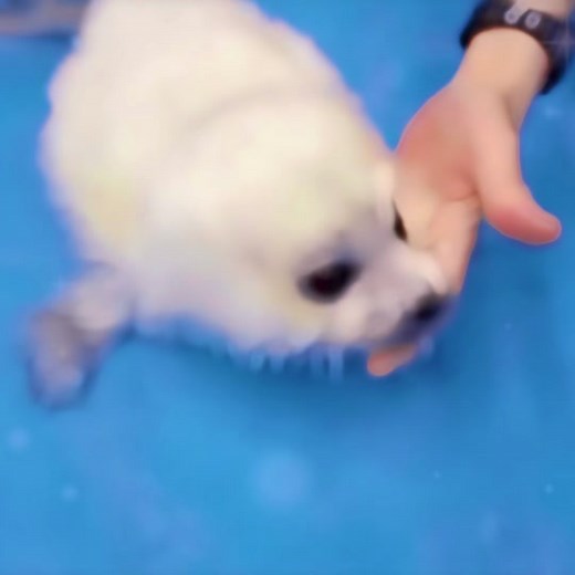 Silly Seals Swimming in Sunglasses | Cute Baby Seal Compilation