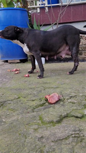 adorable pitbull puppy crying #pitbull #dogs #americanbully