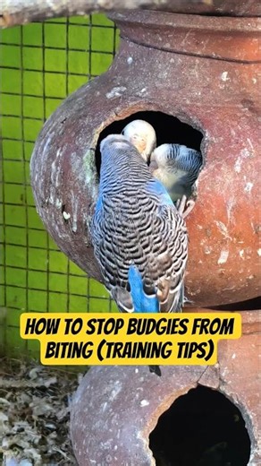 How to Stop Budgies From Biting (Training Tips) | CBW Amusement