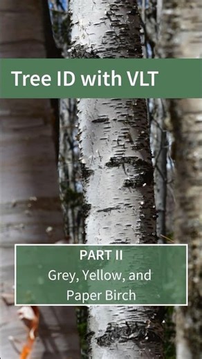 Gray, yellow, or paper birch? Quick ID tips
