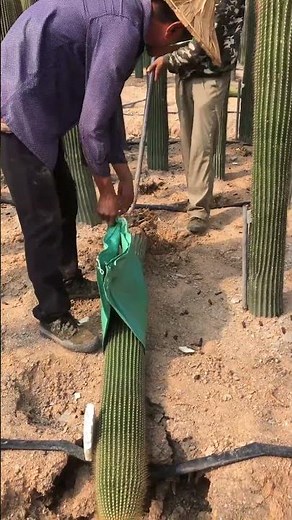 Harvesting Thousands of Prickly Pear Cacti at the Farm 🌵