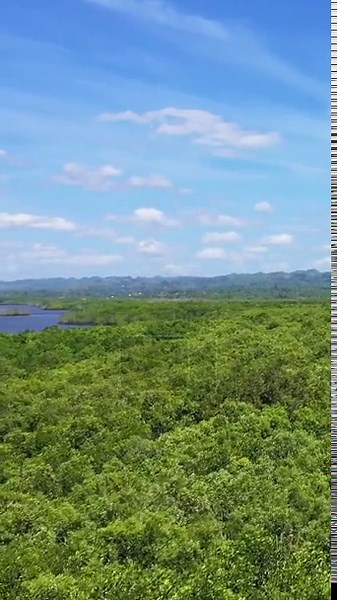 Aerial view of dense green forest under a bright blue sky near the Chocolate Hills, Bohol, Philippines. Scenic natural landscape with distant hills and scattered clouds.