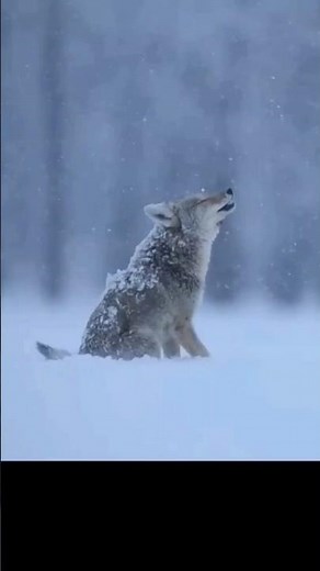 Why Coyotes Are Taking Over North America