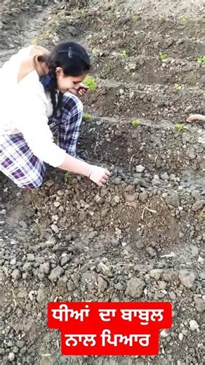 #🥰ਧੀਆਂ ਦਾ ਬਾਬੁਲ ਨਾਲ ਪਿਆਰ, #help of father, #shotfeed #farming #shots #love #youtubeshorts #punjabi 🥳