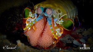 61K views · 465 reactions | Look at all those eggs! What a great close-up shot of a peacock mantis shrimp with its clutch of eggs. Macro Monday video captured by Evan Sherman of Seasick Productions using Kraken Sports gear  | Scuba Diving Magazine | Facebook
