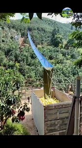 Cách chuyển trái cây thông minh #reels #garden #farm #ff #farming #viral | Nhà Vườn TV