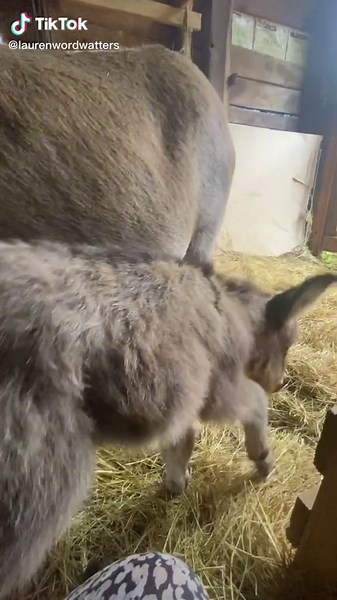 Adorable Baby Donkey Videos: Tiny Tim the Mini Donkey and Cute Burros