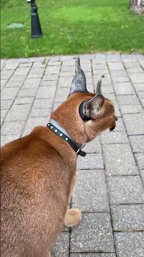 Pumba showing his cutest side😻