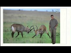 Dinosaur Discoveries Stygimoloch