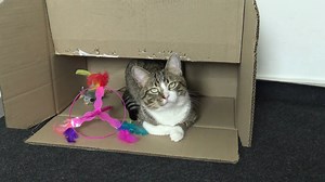 This Funny Cat Loves Boxes