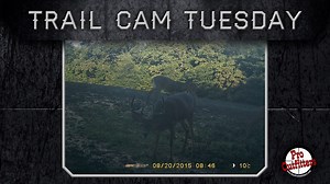 42 reactions · 6 comments | SPYPOINT Trail Cameras on Reels | Facebook