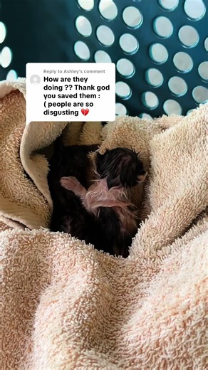 Rescuing Newborn Kittens: A Heartwarming Journey