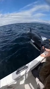 104K views · 1.7K reactions |  A tourist filmed this terrifying moment  An orca circled the boat and touched it with its body — pure fear on everyone’s faces  #OrcaAttack #OceanTerror #RealFootage #POV #WildNature | Zack Orca Films | Facebook