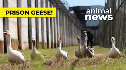 WATCH — Geese vs. dogs: Prison guard edition