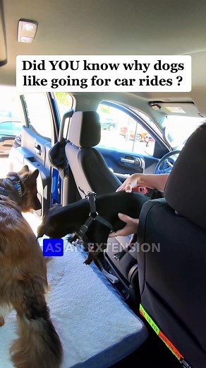 So now you know why dogs like to go for car rides 🥰 #dog #dogsoftiktok #carride
