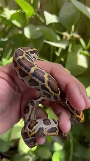 Animal Transformation! #shorts #animaltransformation