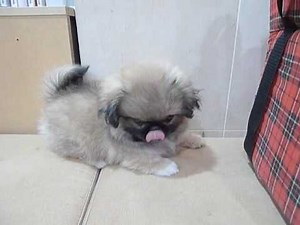 Pekingese at petshop joined my family
