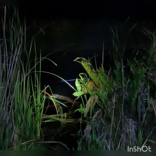 Alligator eating a Python