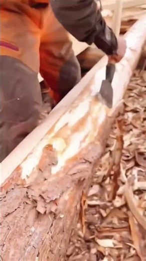 Strong man peeling large wood log bark using sharp steel debarking tool with manual high precision