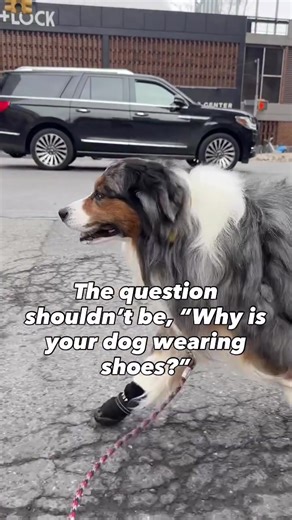 If we wear shoes to protect our feet, why shouldn’t dogs? There are many scenarios, especially on city streets, where paw protection is necessary. Winston wears his Air Pup dog shoes and boots after stepping in broken micro glass without shoes and needing a $2k surgery. Additionally they protect his paws from hot pavement, cold temperatures, ice salt, sharp objects, needles, chemicals, dirt, germs, and allergens. 🐾🥾