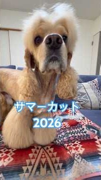 【vlog】トリミング行く日のいちにち🐶 #cockerspaniel #アメコカのロイ #アメリカンコッカースパニエル
