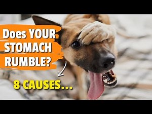 🐶 ¿WHY Is Your Dog's STOMACH Gurgling? 👇 ¡8 Reasons!