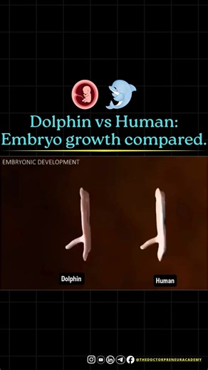 The Doctorpreneur Academy on Instagram: "Dolphin vs Human Embryo Development 🐬👶 Dolphin and human embryos look very similar in the early stages because both species share old evolutionary origins. In the beginning, both have small limb buds, a tail-like shape, and similar organ development. As they grow, dolphins change for life in water, developing flippers and a blowhole. Humans, on the other hand, form arms, legs, facial features, and lungs made for life on land. #embryology #humanbody #dol