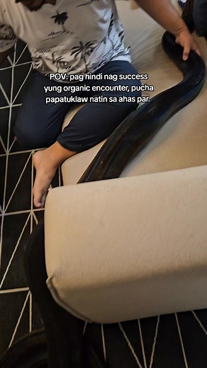 Golden child reticulated python #reticulatedpython #goldenchildretic #pets | Chum Lo