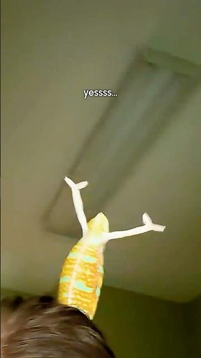Funny Chameleon Schemes While Sitting On Human's Head