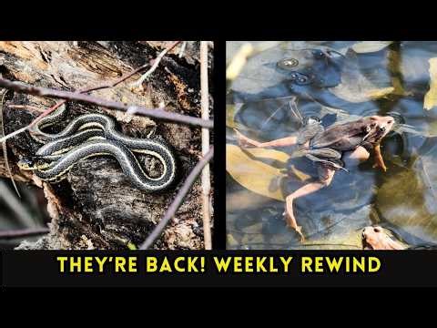 Snow Geese, Wood Frogs & My First Snake of the Season!