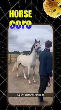 Horse Core 🐎😂 | Funniest Horse Moments #HorseCore #funnyhorse #viralshorts