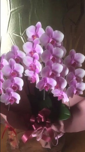 胡蝶蘭 胡蝶蘭の花言葉「幸せが飛んでくる」