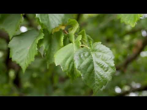 Corylus colurna - Turkish Filbert; Turkish Hazelnut
