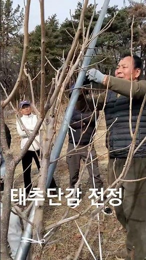 외부강사 초청 정읍태추단감연구회 태추단감 전정교육https://m.blog.naver.com/her2885/224192967271