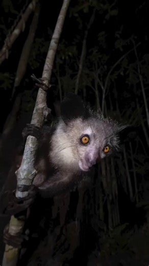 Aye-Aye malayalam 🤯| Xploreiq