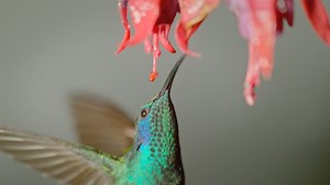 The Hummingbird Effect | NATURE In the lush landscapes of Costa Rica, tiny hummingbirds shape entire ecosystems, impacting everything from blooming flowers to macaws, quetzals, monkeys, tapirs, and more. 🌿 Discover the surprising ripple effects of these remarkable birds. 📺 Watch Wednesday at 7:00 p.m. on WKNO/Channel 10 💻 Stream now with the PBS App or at: https://video.wkno.org/video/the-hummingbird-effect-cagwa4/ | WKNO
