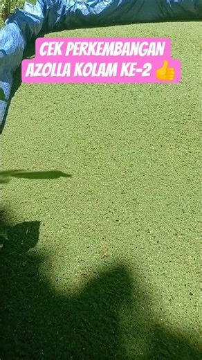 Azolla Tambah Baik 👍