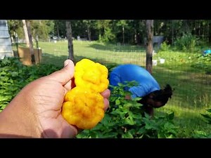 How to Harvest and Grade Scotch Bonnet Peppers for seed saving